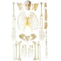 HUMAN SKELETON (DIS-ARTICULATED) LIFE-SIZE 170CMS TALL
